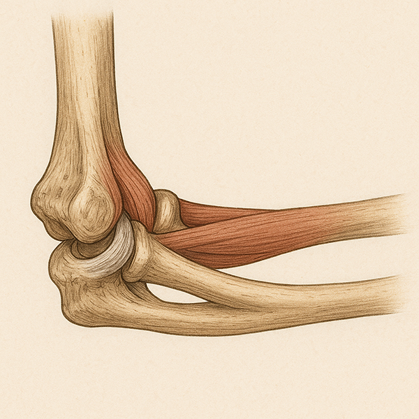 Elbow Anatomy Diagram showing key structures