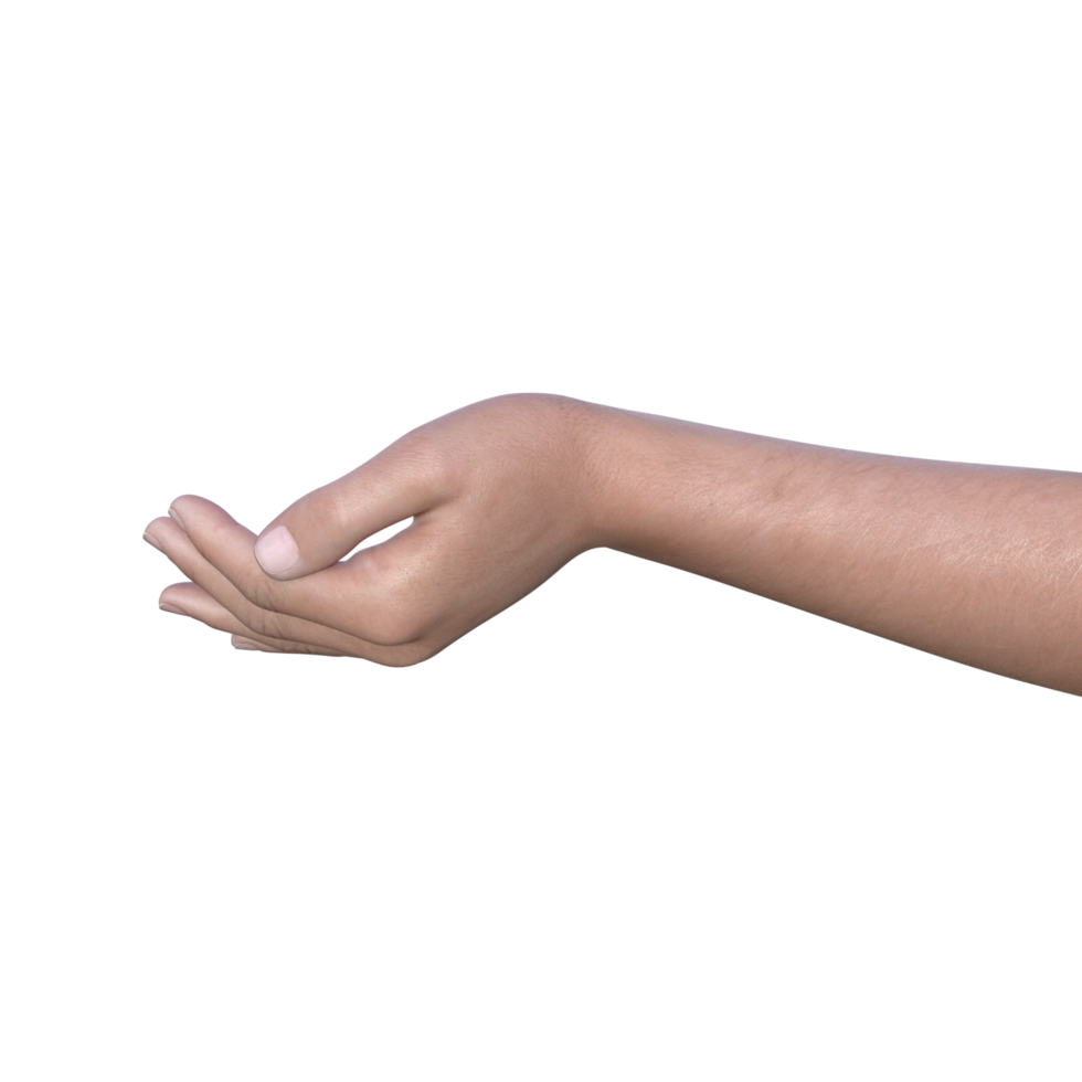 Wrist Anatomy showing bones and structures